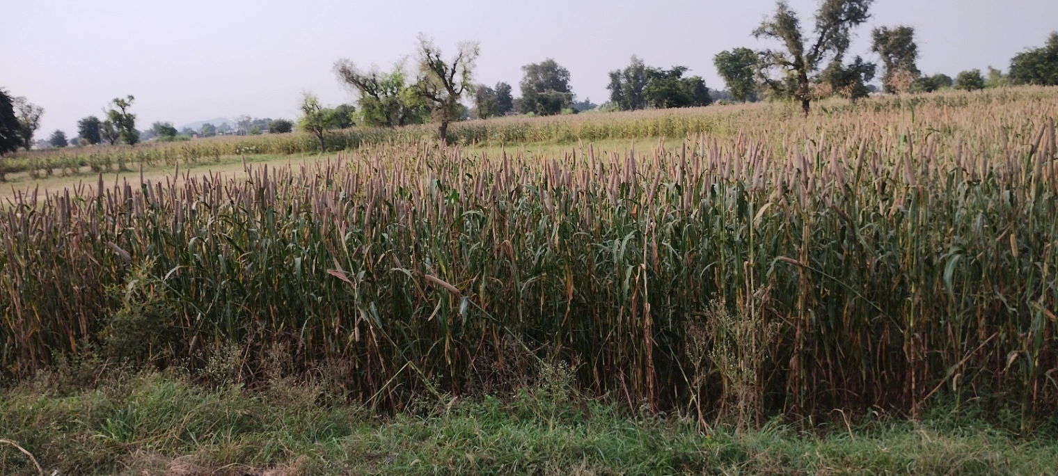 Dhand, Rajasthan 301021, India