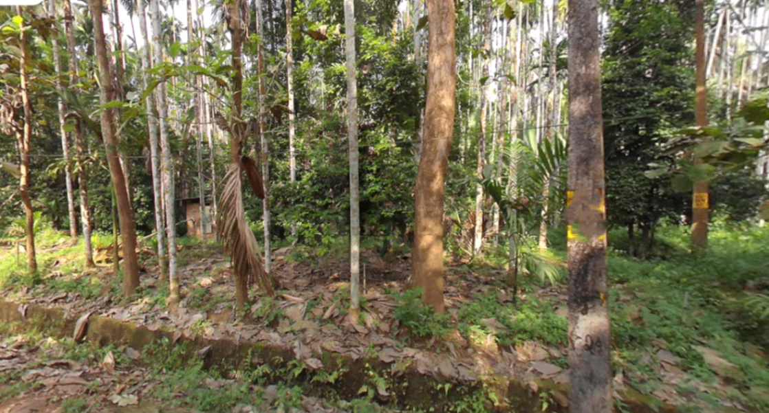 87WQ+XP3, Palunda, Kerala 679331, India