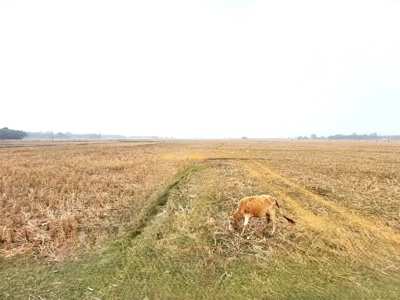 Srijangram Circle, Assam, India preview 3