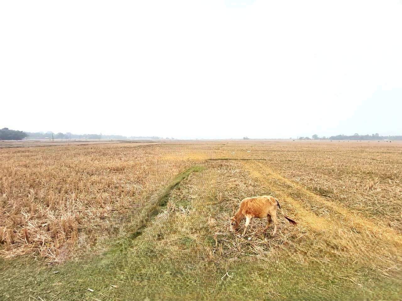 Srijangram Circle, Assam, India