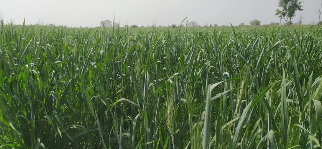67GR+5J3, Yamunanagar, Harnauli, Haryana 135003, India
