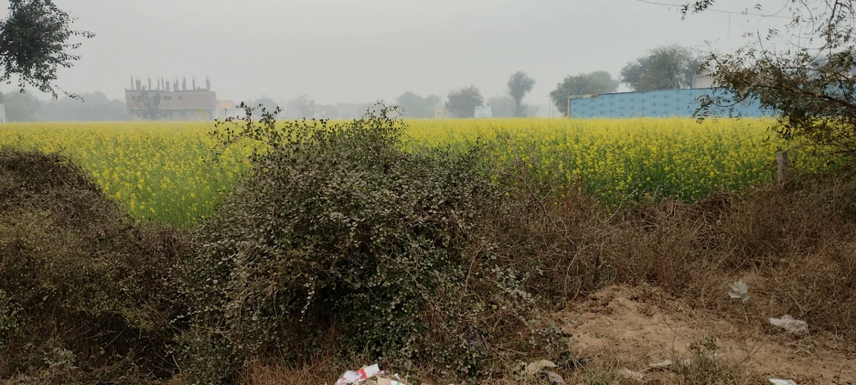 Jalooki, Rajasthan, India