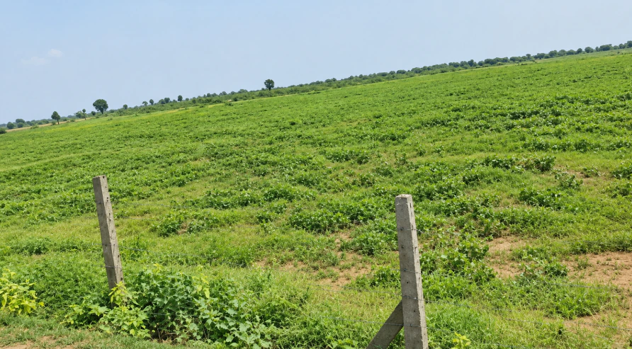 WVM8+576, Arjansar, Rajasthan 334604, India - Photo 3