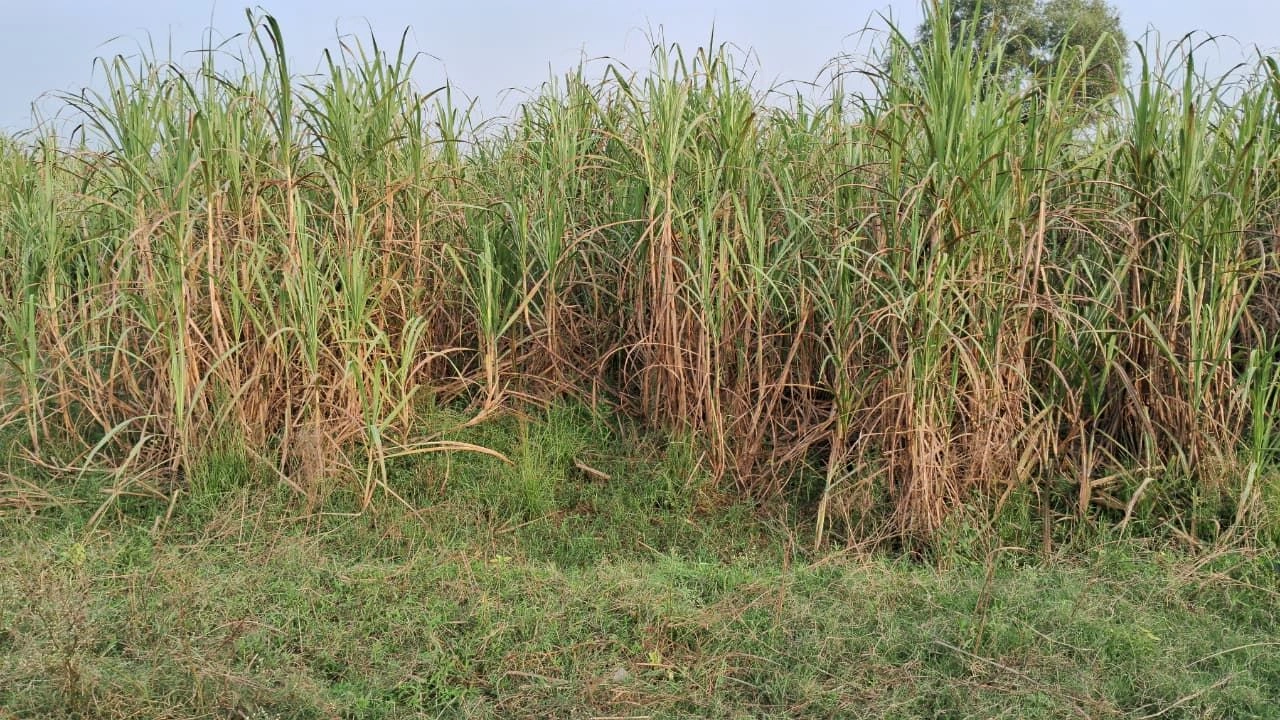 Sinkri Buzurg, Uttar Pradesh 246733, India