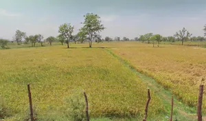 Pithora, Chhattisgarh 493551, India preview 2