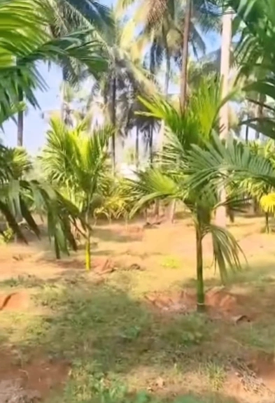 W4G3+M87, Edayur, Kerala 676552, India