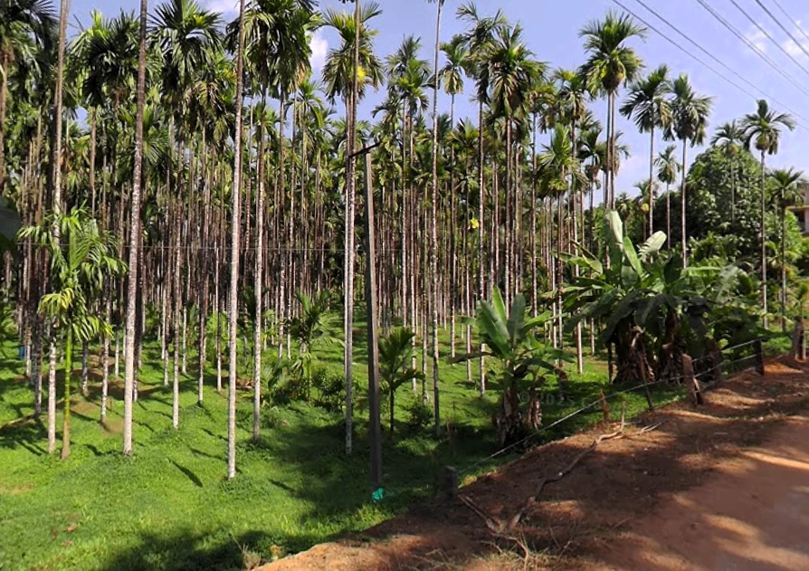 Belthangady, Karnataka 574214, India