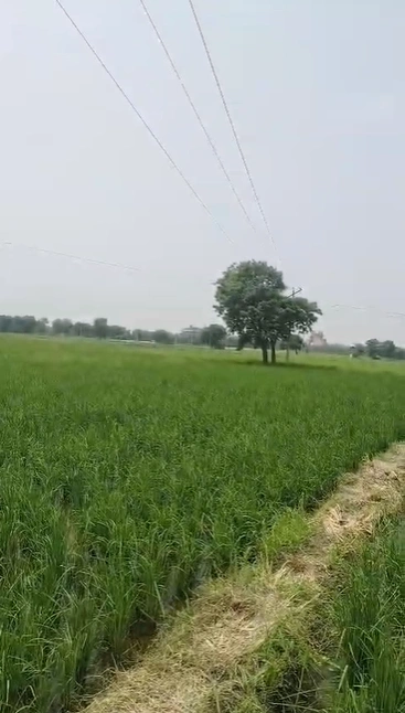 Kondal, Palwal, Haryana 121103, India