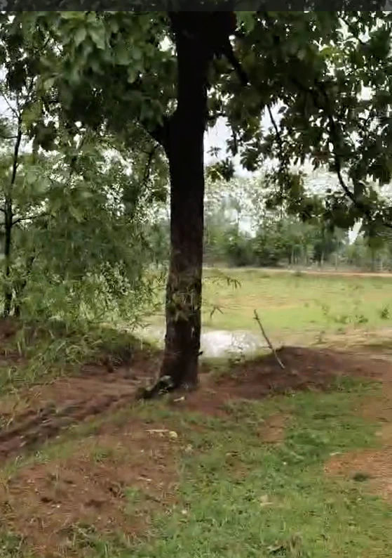 76G7+H9G, Shajapur, Kapaliya, Madhya Pradesh, India