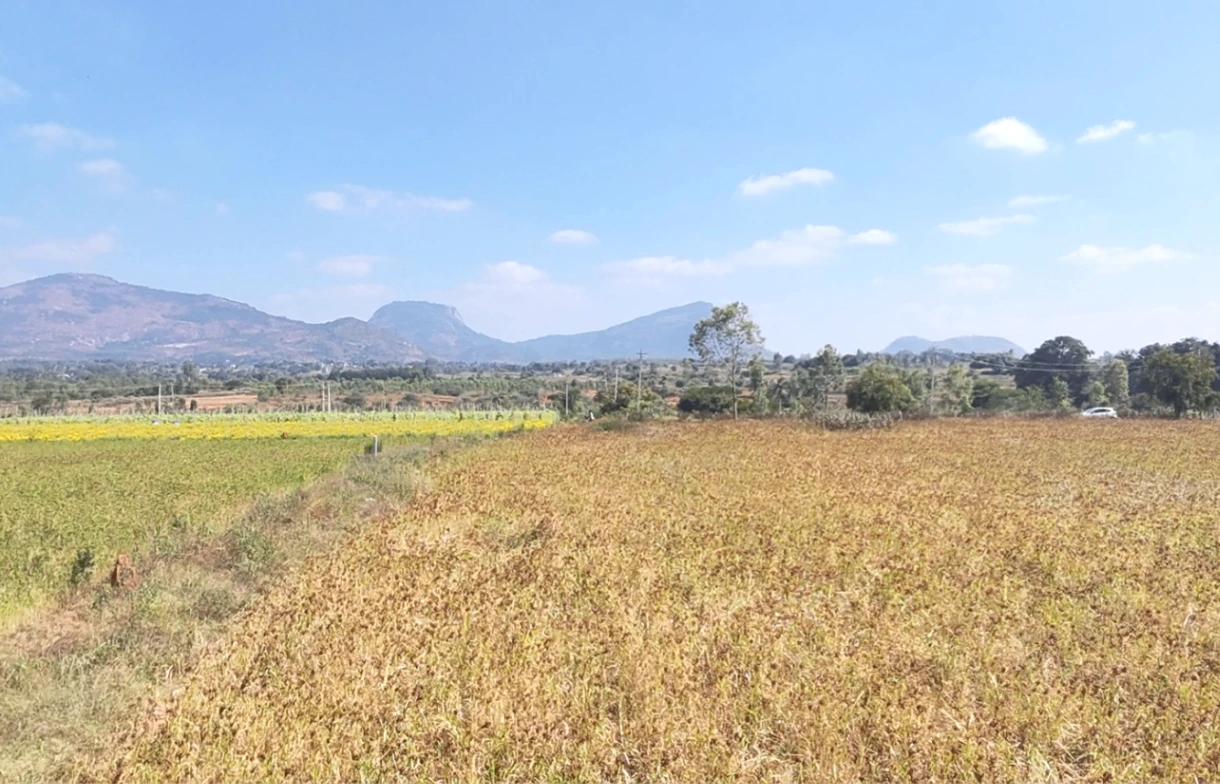 Melekote, Karnataka 561205, India