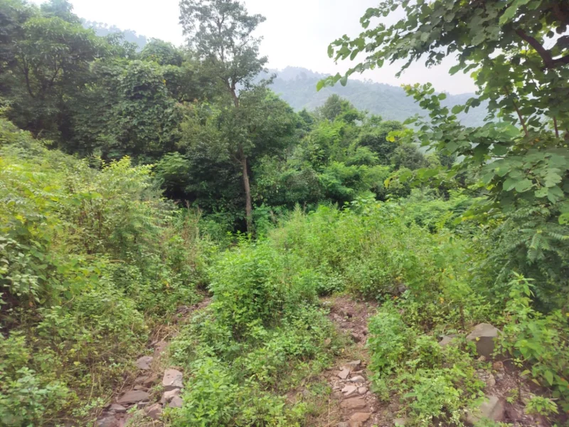 near Jaitak fort, Jamta, Jaitag, Himachal Pradesh 173001, India preview 2