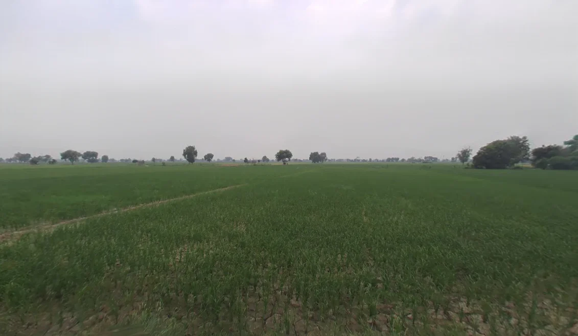 Bodiwali, Haryana 125050, India preview 2