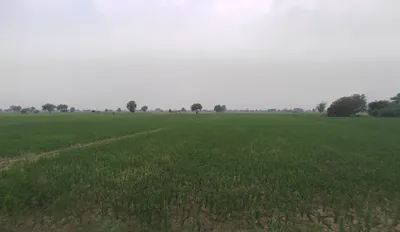 Bodiwali, Haryana 125050, India preview 2