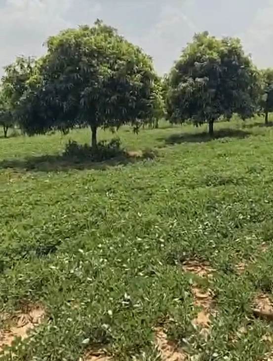 8923+9F Peddakothapally, Nagarkurnool, Telangana, India