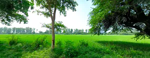 Raipur Rani, Haryana 134204, India preview 3
