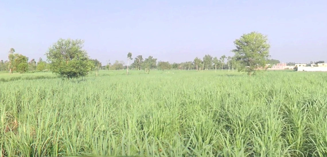 Pipliya Bujurg, Madhya Pradesh 451225, India