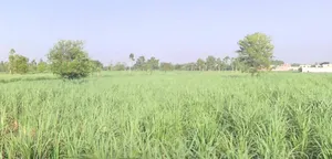 Pipliya Bujurg, Madhya Pradesh 451225, India preview 2