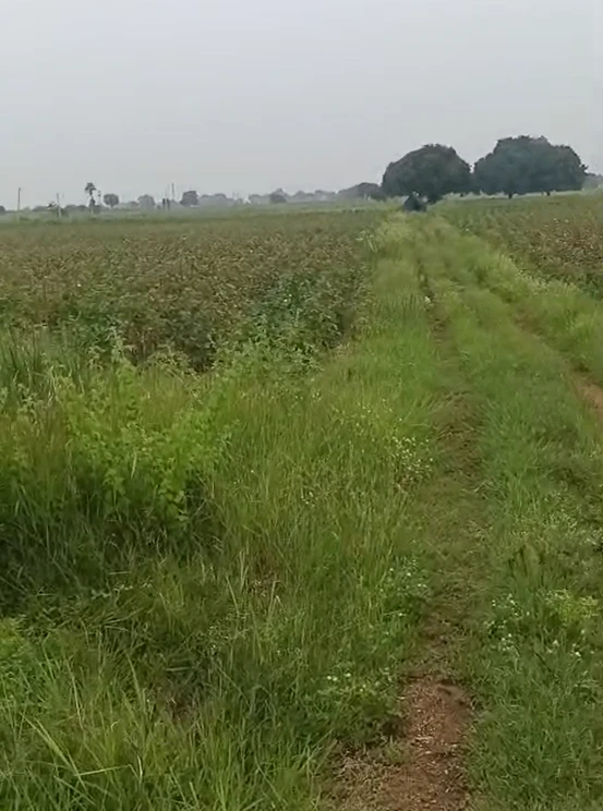 J3VQ+P2 Tallapalli, Sangareddy, Telangana, India