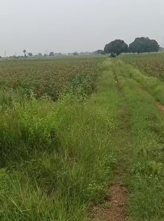 J3VQ+P2 Tallapalli, Sangareddy, Telangana, India - Photo 2