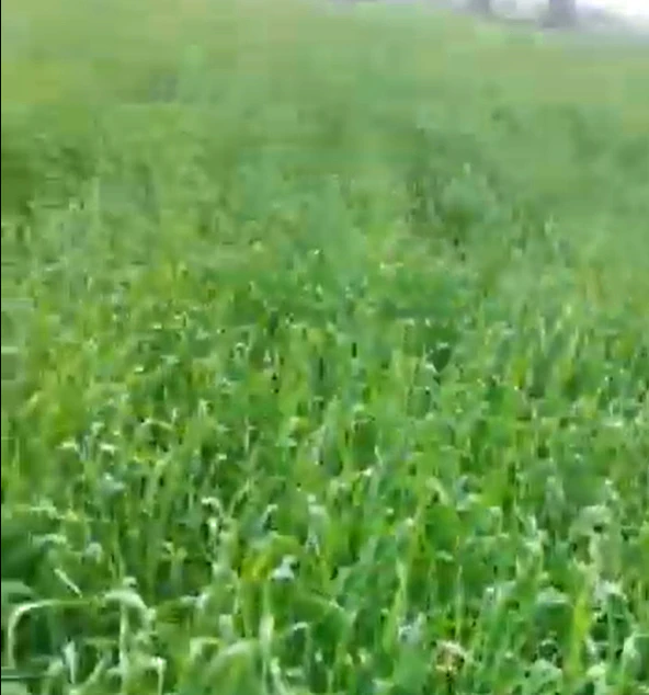 Bhawanigarh, Punjab 148026, India