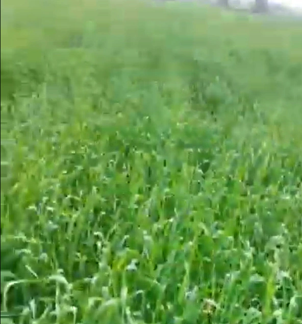 Bhawanigarh, Punjab 148026, India