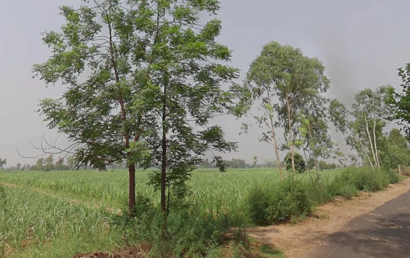 Jhunjhuni, Uttar Pradesh 250401, India