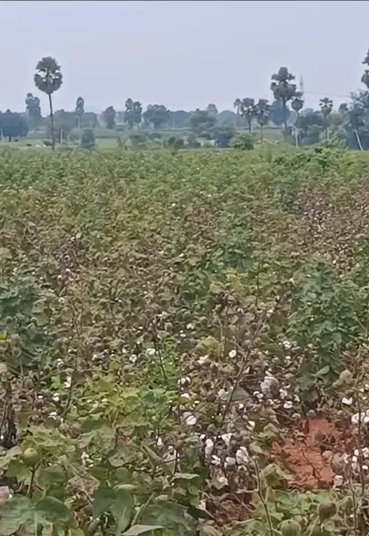 G9XC+XP Yadireddypally, Nagarkurnool, Telangana, India