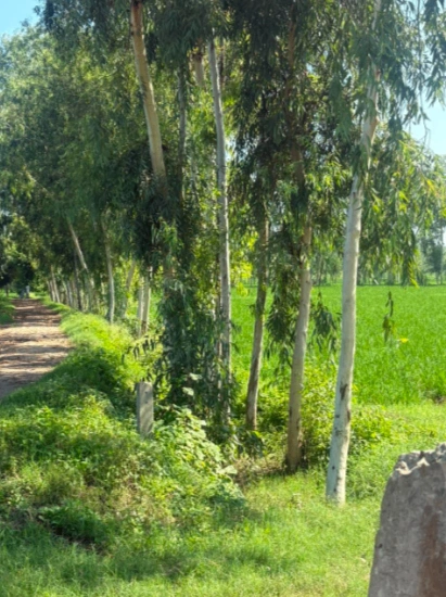W85G+84F, Saharanpur, Malakpur, Uttar Pradesh 247342, India preview 4