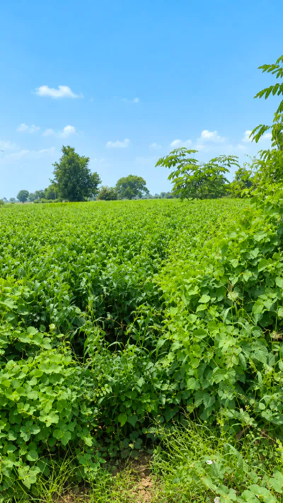 Mohammadi, Lakhimpur Kheri, Uttar Pradesh 262804, India preview 2