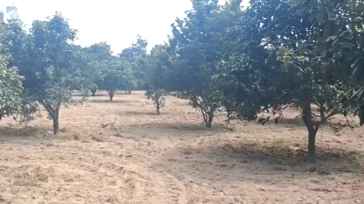 P7GH+R5H, Amroha, Hasanpur, Uttar Pradesh 244241, India