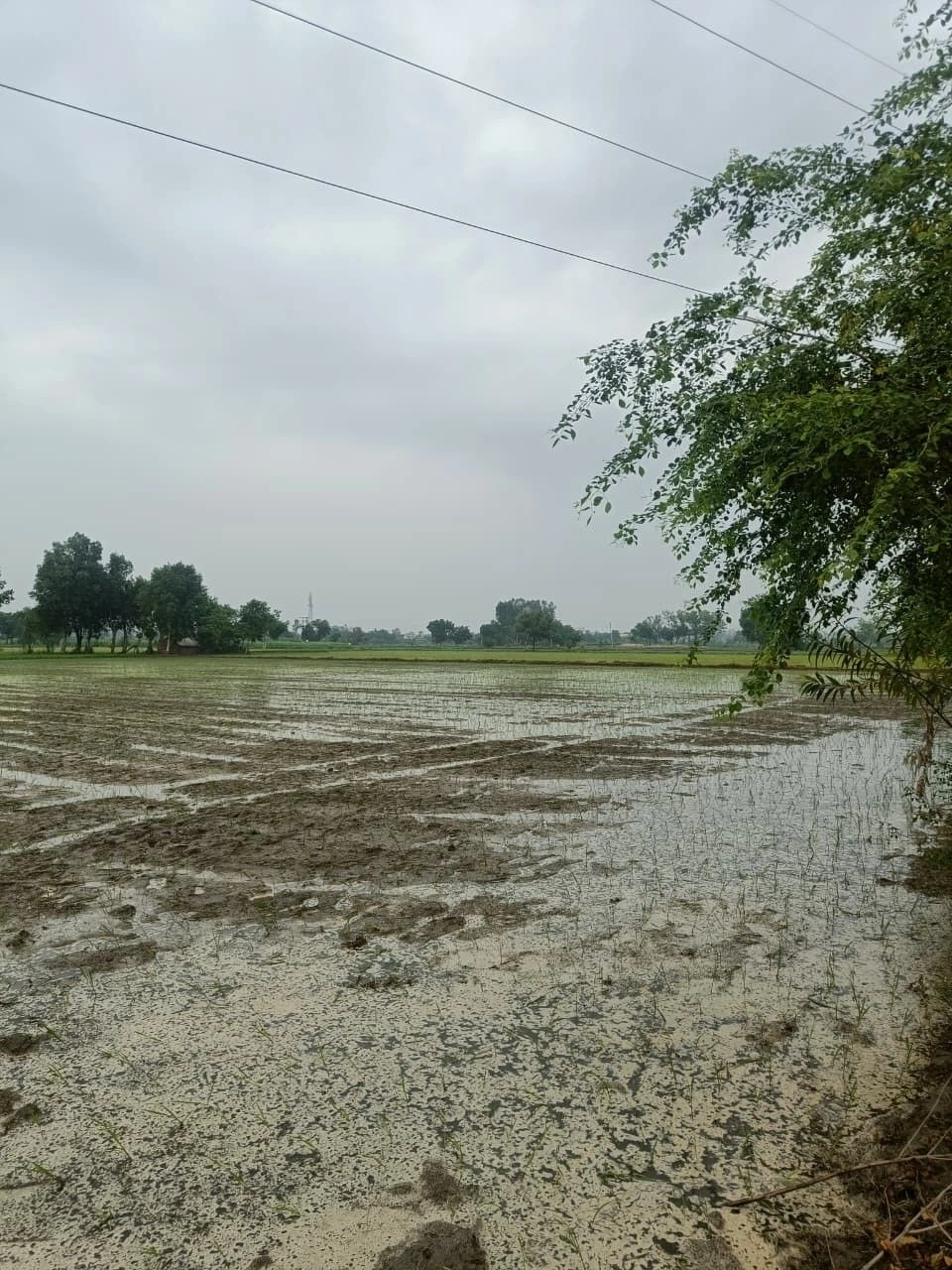 968W+9G Daulatpur Thikriya, Bhopal, Madhya Pradesh, India preview 2