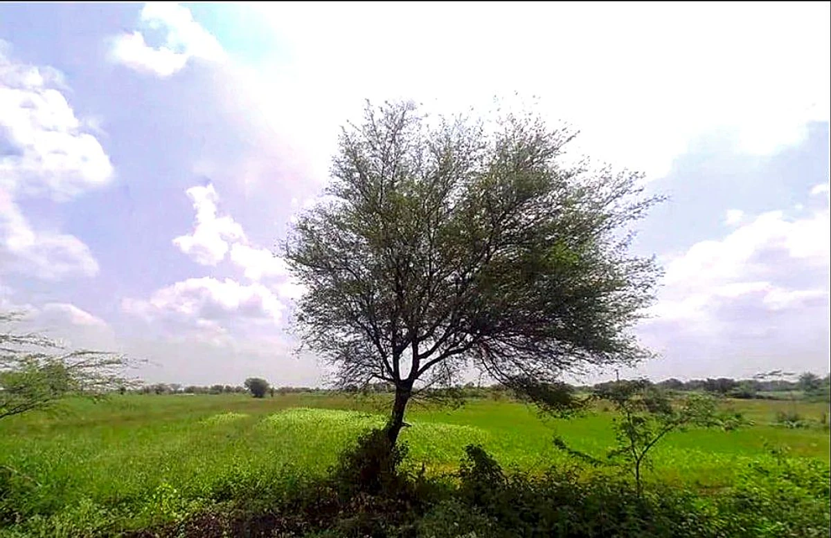 WC2C+QPG, Jobner- Asalpur - Boraj Rd, Jobner, Asalpur, Rajasthan 303328, India