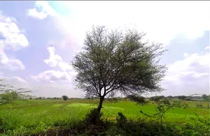 WC2C+QPG, Jobner- Asalpur - Boraj Rd, Jobner, Asalpur, Rajasthan 303328, India preview 2