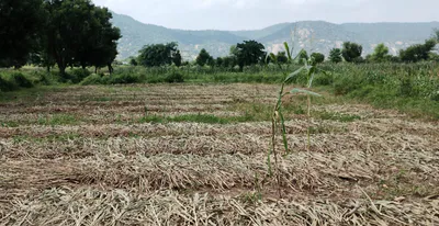 Morinda - Chunni Rd, Bhateri, Punjab, India preview 3