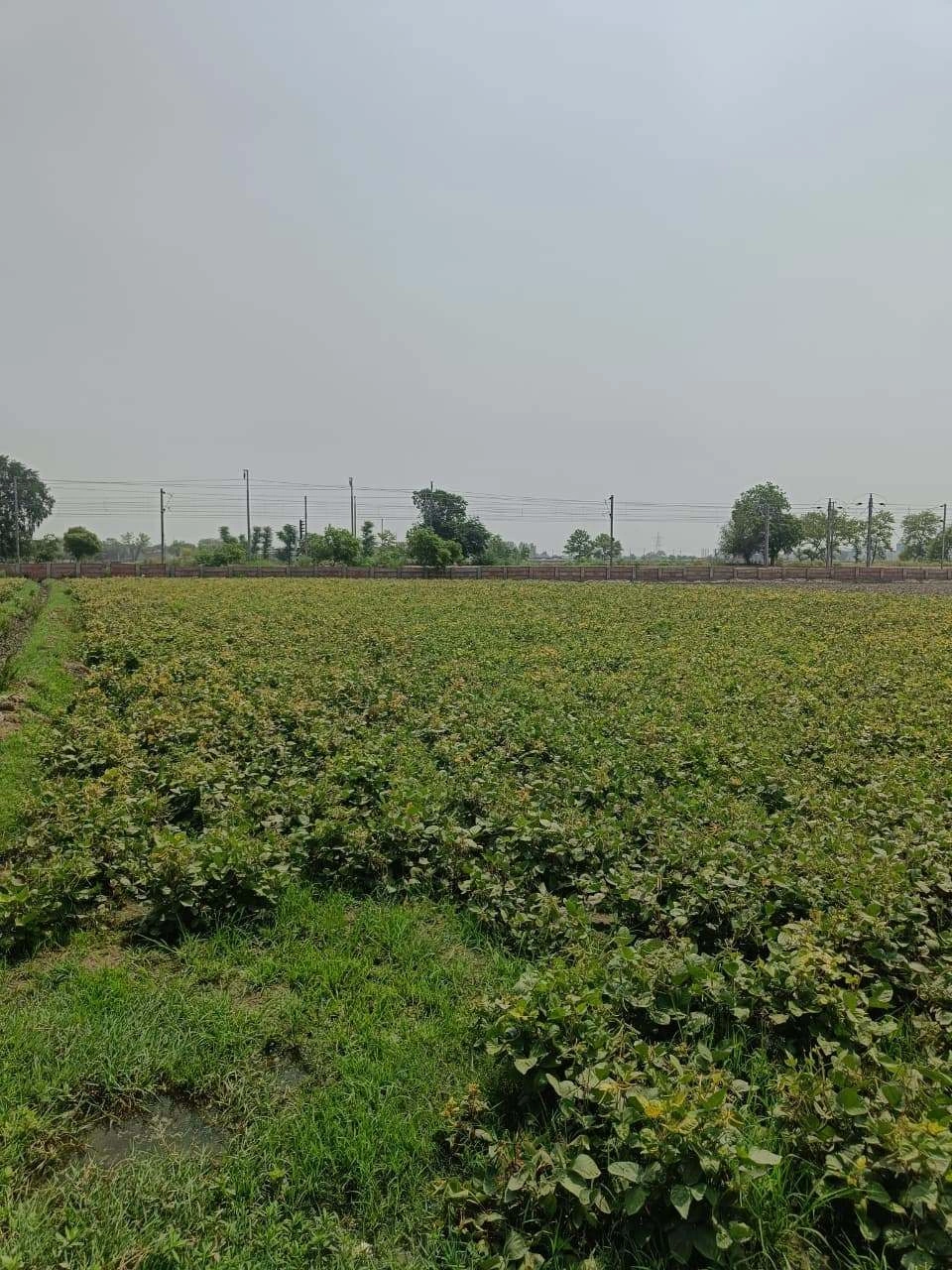 Sahar, Uttar Pradesh, India