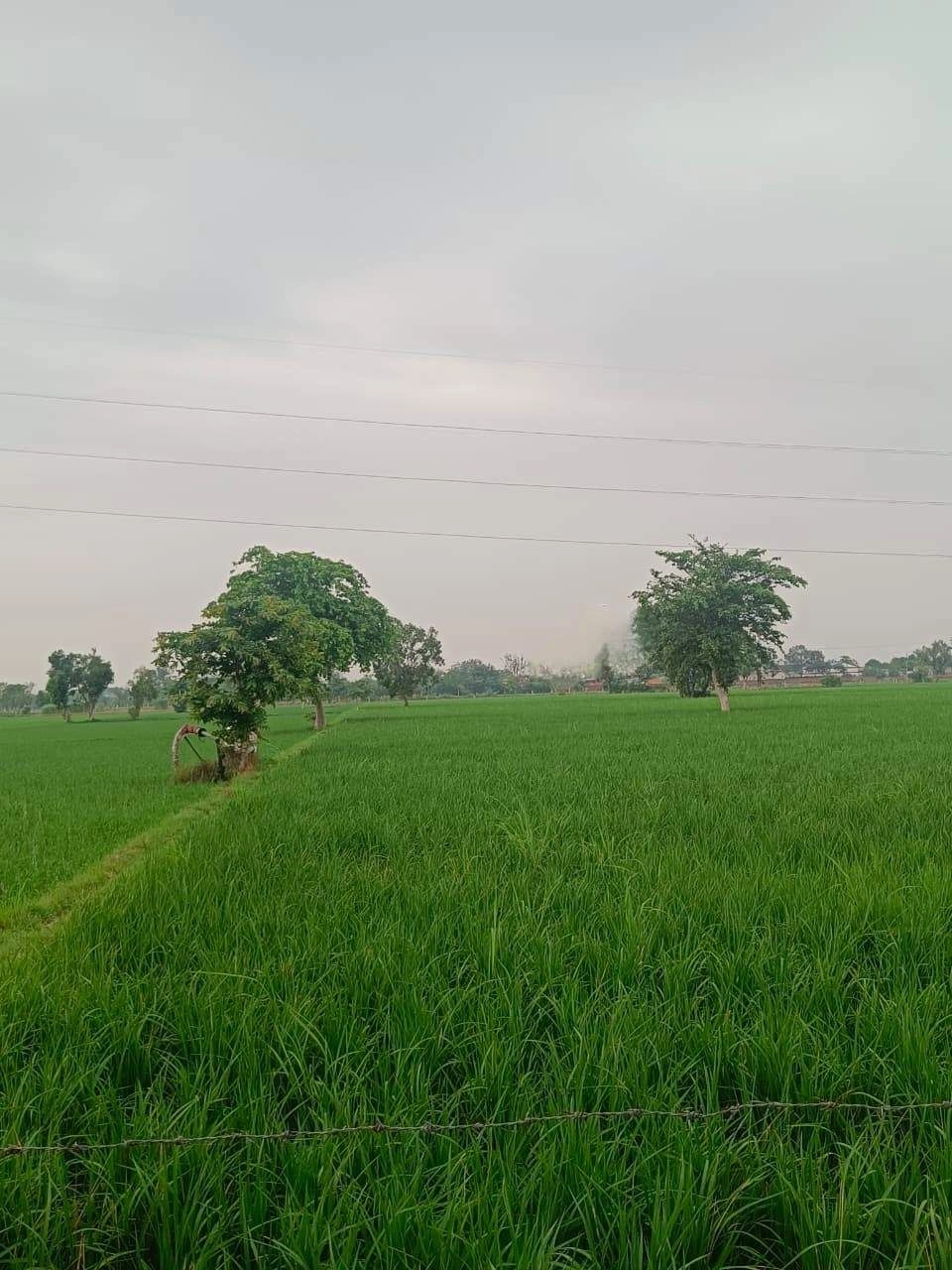 Bukharari, Mathura, Uttar Pradesh, India