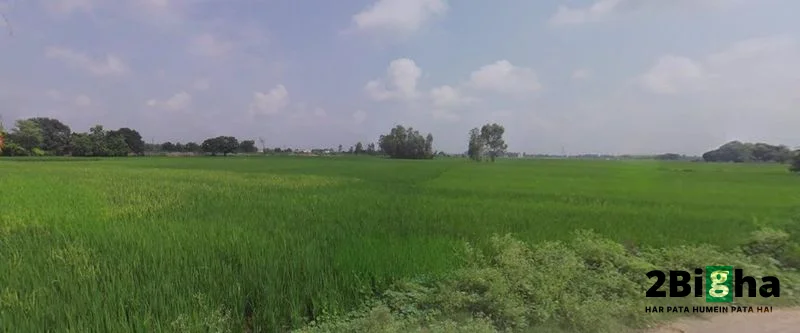 Sonaee Kazehra, Uttar Pradesh, India preview 2