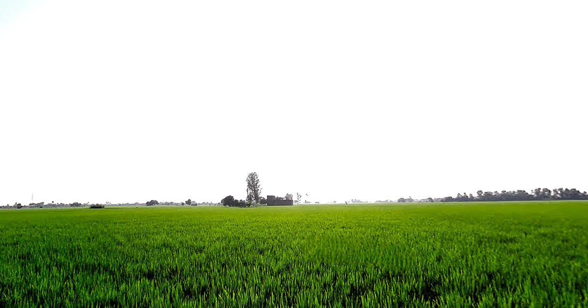 Rajpura, Punjab, India