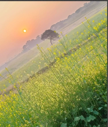 Bilari, Uttar Pradesh 244411, India