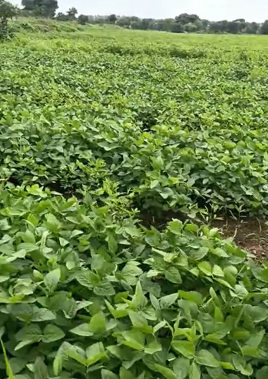 2MGV+GG Nagalgidda, Sangareddy, Telangana, India