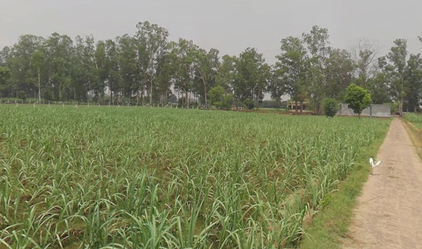 Behsuma, Uttar Pradesh 250401, India