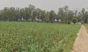 Behsuma, Uttar Pradesh 250401, India preview 2