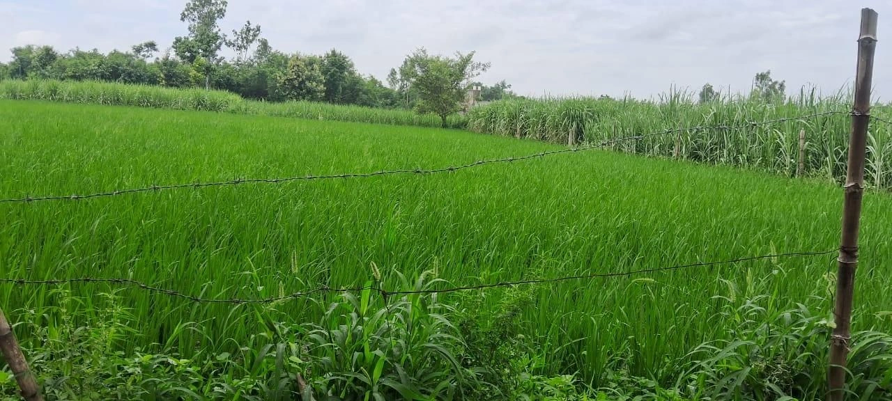 V669+RF, Gonda, Niriya, Uttar Pradesh 271319, India