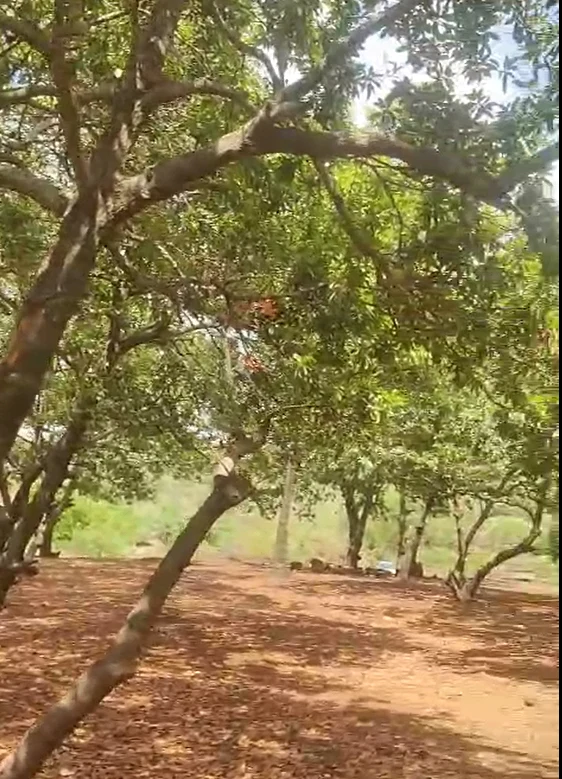 4Q6J+VX4, Palghar, Brahmanpada, Maharashtra 401701, India