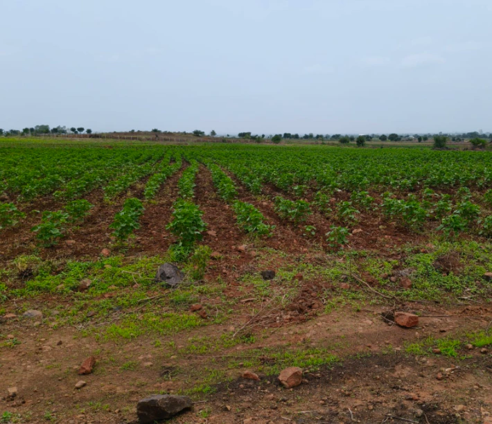 Daboh, Bhind, Madhya Pradesh 477447, India