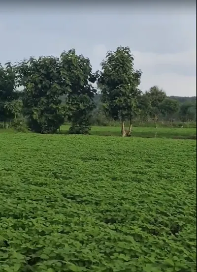 GHUMKA, Rajnandgaon, Chhattisgarh 491444, India preview 3