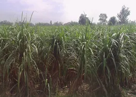 Datiyana, Uttar Pradesh, India preview 3