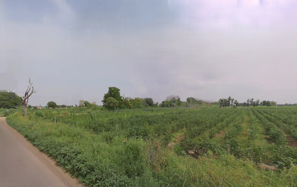 Chikanwas, Haryana 125047, India