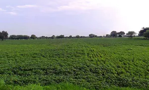 Imaliya, Madhya Pradesh 475661, India preview 3