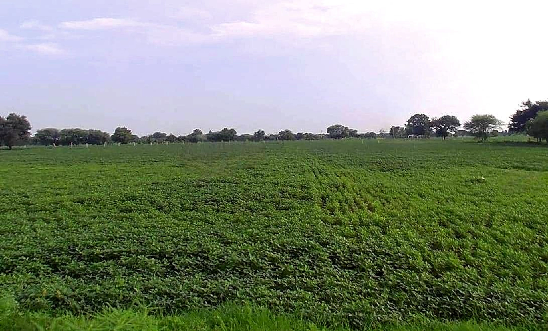 Imaliya, Madhya Pradesh 475661, India